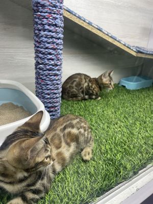 Продается бенгальские котята