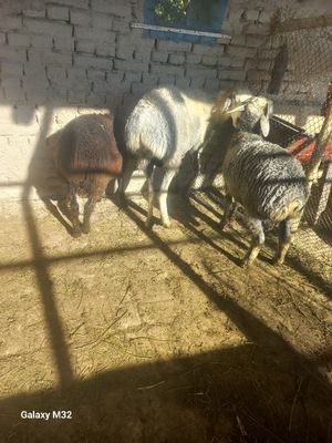 Куйлар сотилади болалари еркак