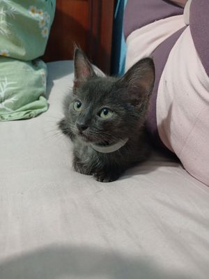 Отдаём котят мальчики кушают всё подряд лоток на отлично