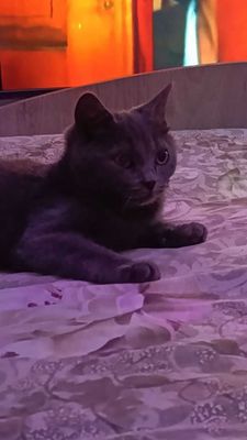 Продаётся котик скоттиш страйт