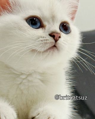 Чистокровные котята