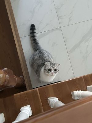 Вязка британская шиншилла