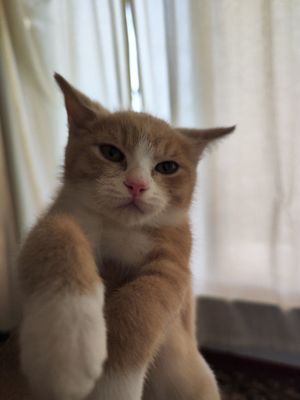 Скотт страйт Сотилади.