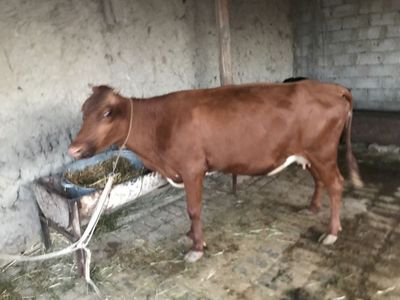 Ona bola sigir sotiladi