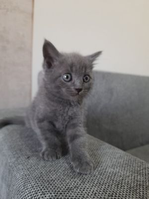 продаётся породистые котята