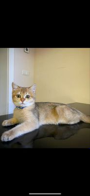 Zolotaya shinshilla