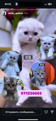 Шиншилла 6 штук 1 месяц