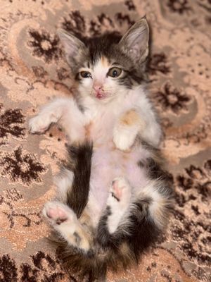 Домашняя кошка