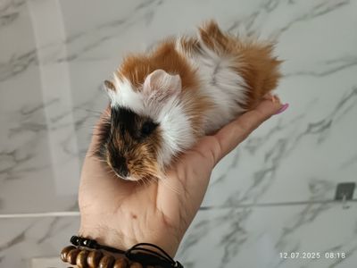 Морские свинки. Продаем