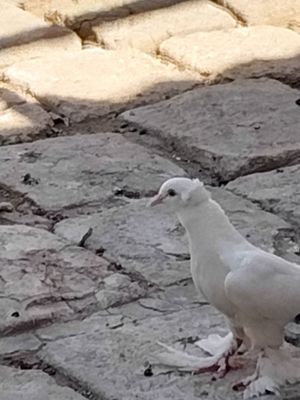 Kabutar kaptar joʻja