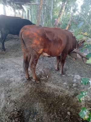 Manzil jondor tumani