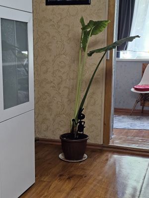 Красивый цветок домой или в офис