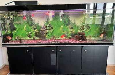Akvarium 650 litr Ideal holatta!