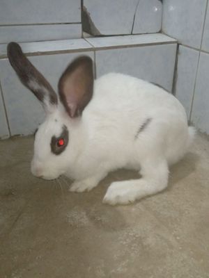 Srochna Quyon sotiladi