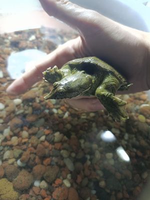 Водяная черепаха трионикс
