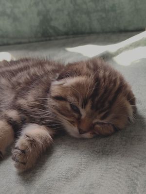 Продаётся котёнок