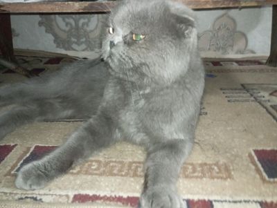 Mushuk scottish fold narxi 200$