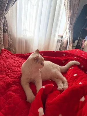 Заголовок объевления