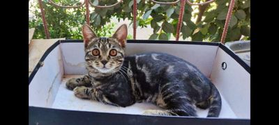 Вислоухие котята скотиш страйт