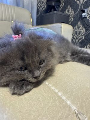 Продается породистая милая кошечка скотиш страйт девочка вислоухая