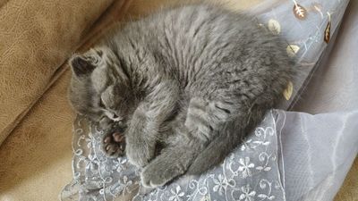 Скоттиш страйт мальчик 5 месяцев