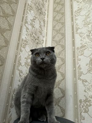 Scottish fold shotlandskiy 230$