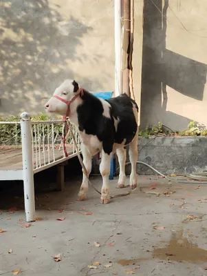 Buqachala gibrid angus