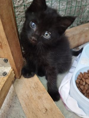 Пристраиваются котята в добрые руки, очень нужна ваша помощь