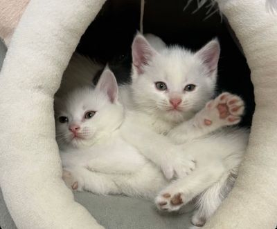 #Sotiladi  Зоти: Скотиш страйт шодлантиский