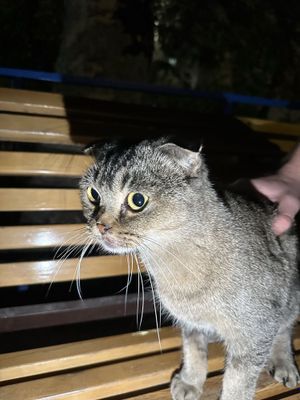 Кот шотландский вислоухий
