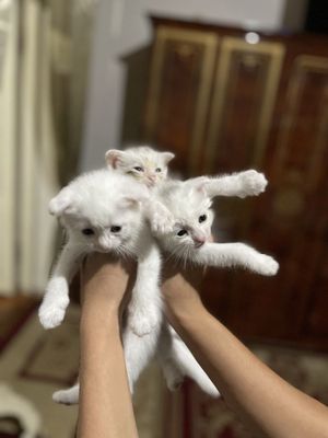 Шатланиски кошка