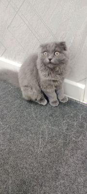 Scottish Fold mushukcha sotiladi