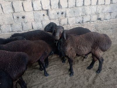 Qochqorlar sotiladi кочкор кой