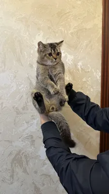 Britanskiy shinshilla