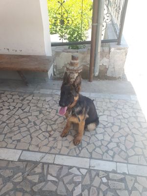 Nemis ofcharkasi sotiladi