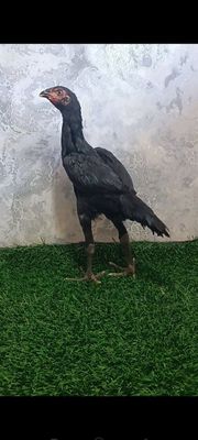Dakan joja tovuq sotiladi