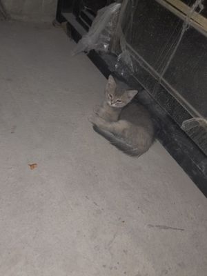Британская кошка