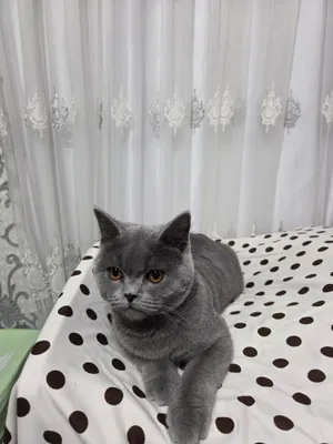 Скоттиш страйт сотилади