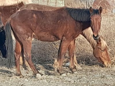 Erkak va urg‘ochi.toylar sotiladi qirg'izdan keldi