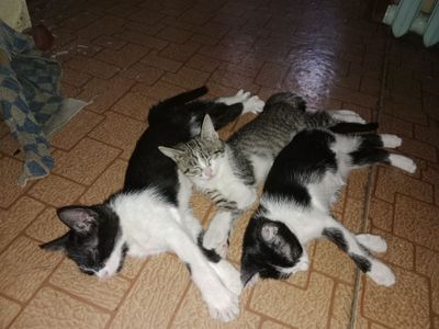 Маленький котята одам бесплатно