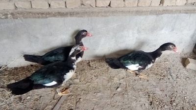 Korabl zotidan ordak