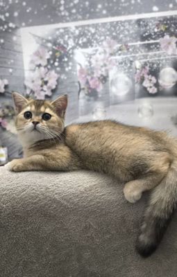 Котенок шотландские скоттиш-страйт
