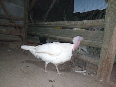 Куркалар сотилади