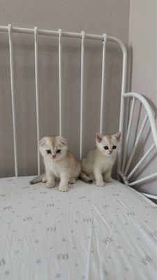 Отец Скотиш Фолд и скотиш страйт Мама скотиш Фолд шиншила