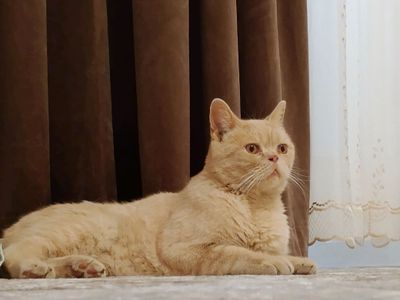 mushuk koshka