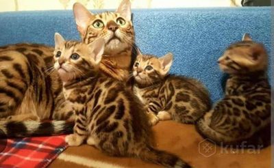 Продаются котята срочно