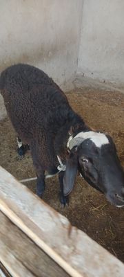 Qõchqor sotiladi