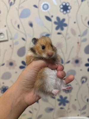 продаю хомяков в хорошие руки