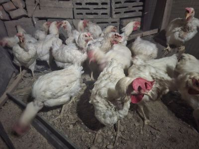 Tovuqla sotiladi 50000 min donasi 20 matacha qoldi