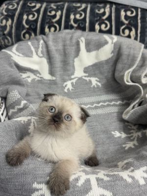Продаются породистые шотландские котята колор-пойнт